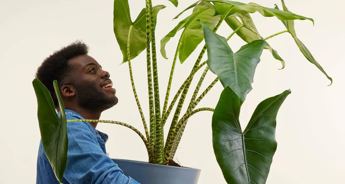 Alocasia zebrina planta de interior