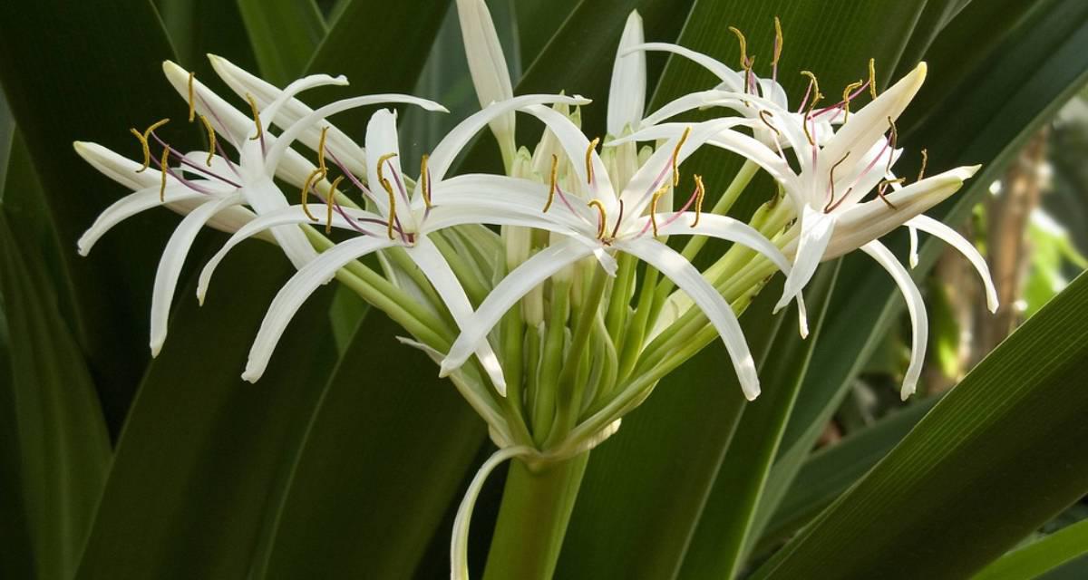 Bulbo de primavera Crinum