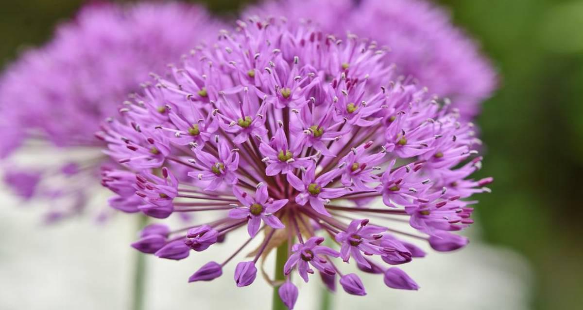 Bulbo allium ornamental