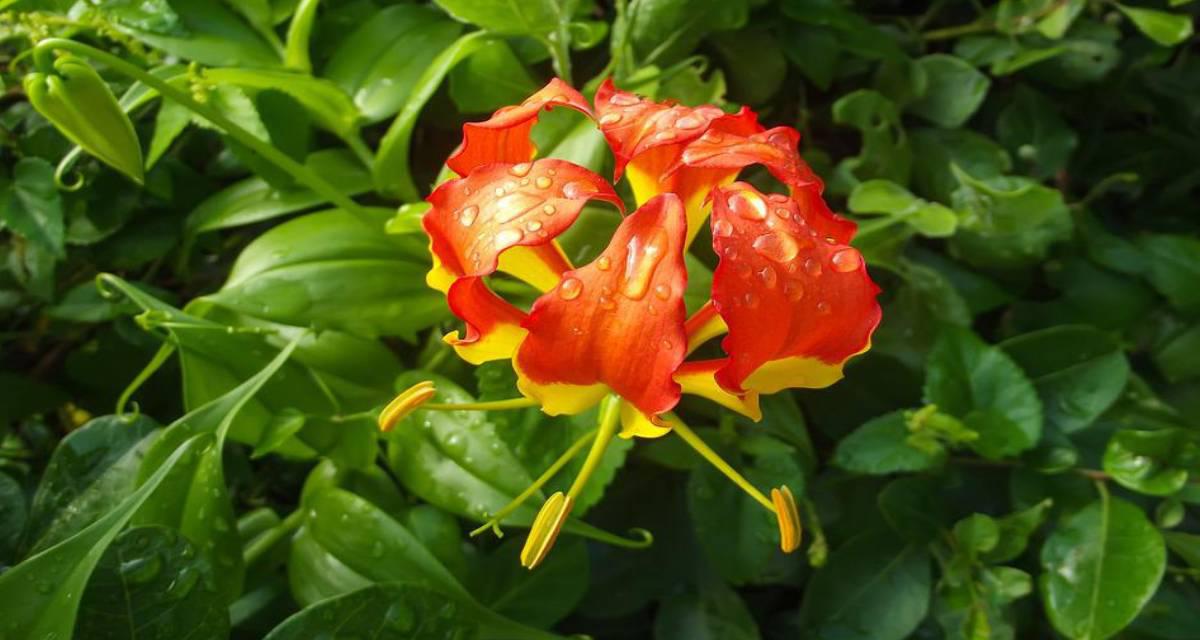 Bulbo Gloriosa superba