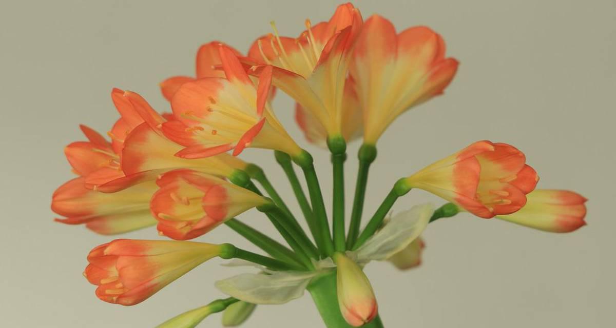 Bulbos de primavera Clivia