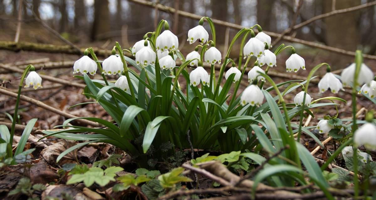 Leucojum vernum