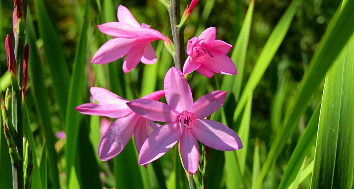 Watsonia bulbos de primavera
