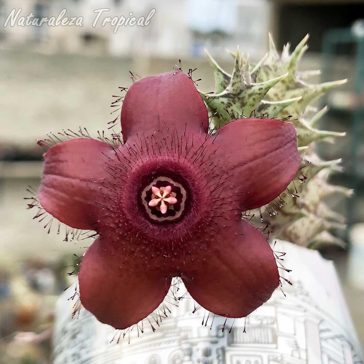 Vista de la flor de la planta suculenta x Huervalia ᴵ Cuban Start ᴵ clon 11 KMP 060