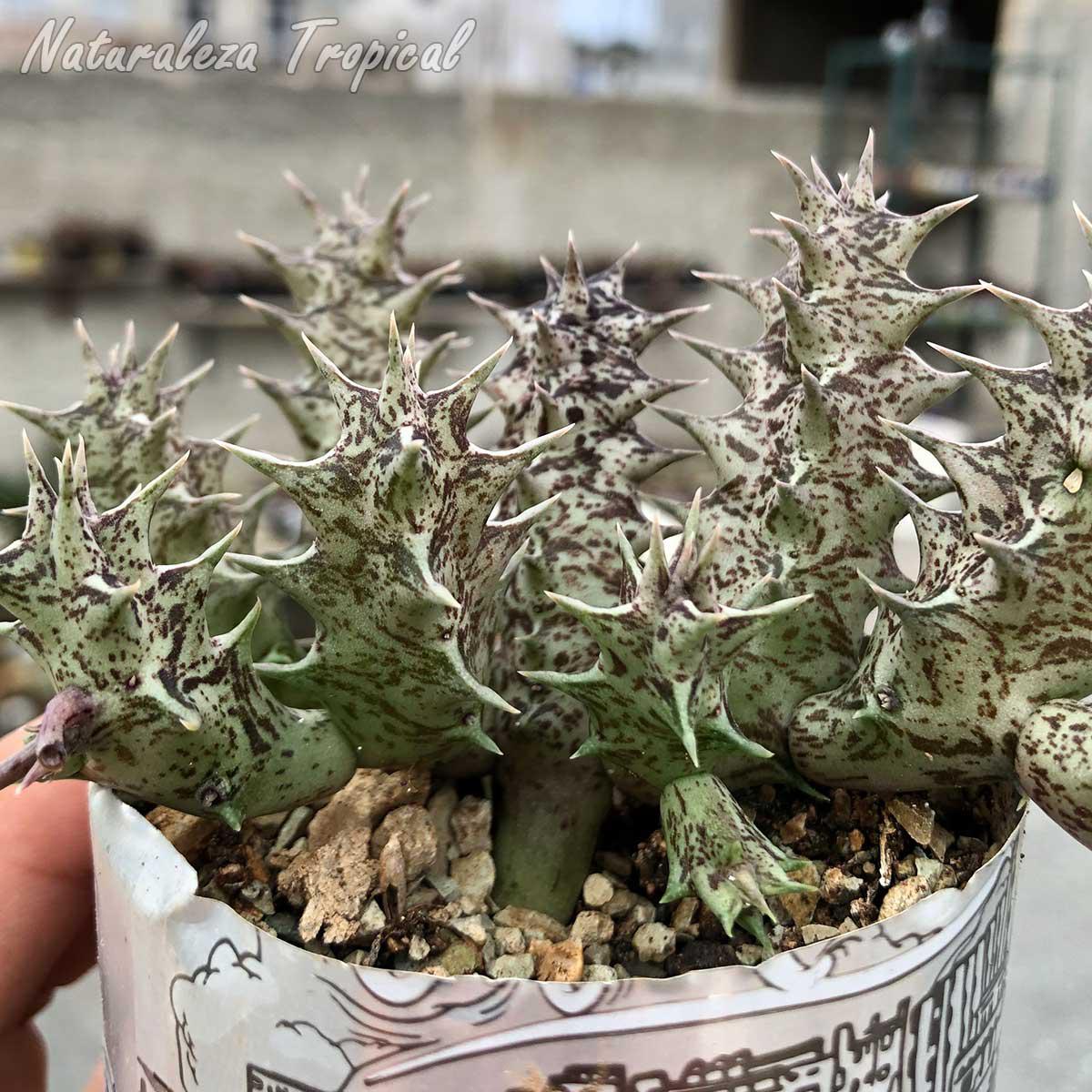 Vista de los tallos de la planta suculenta x Huervalia ᴵ Cuban Start ᴵ clon 11 KMP 060