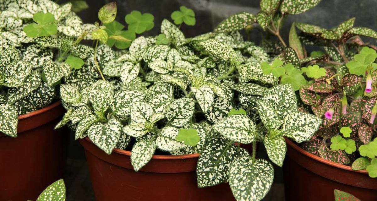 Hypoestes phyllostachya