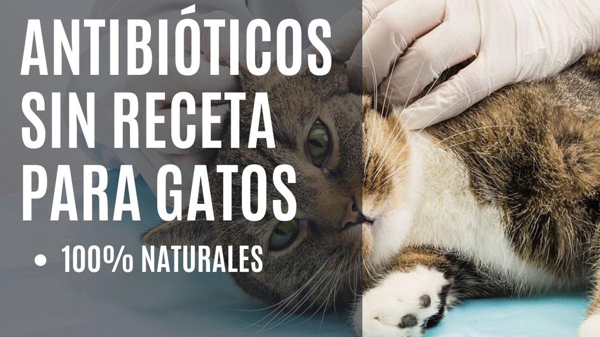 antibioticos para gatos