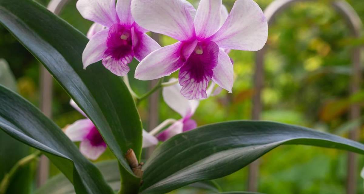 Guia de orquideas Dendrobium
