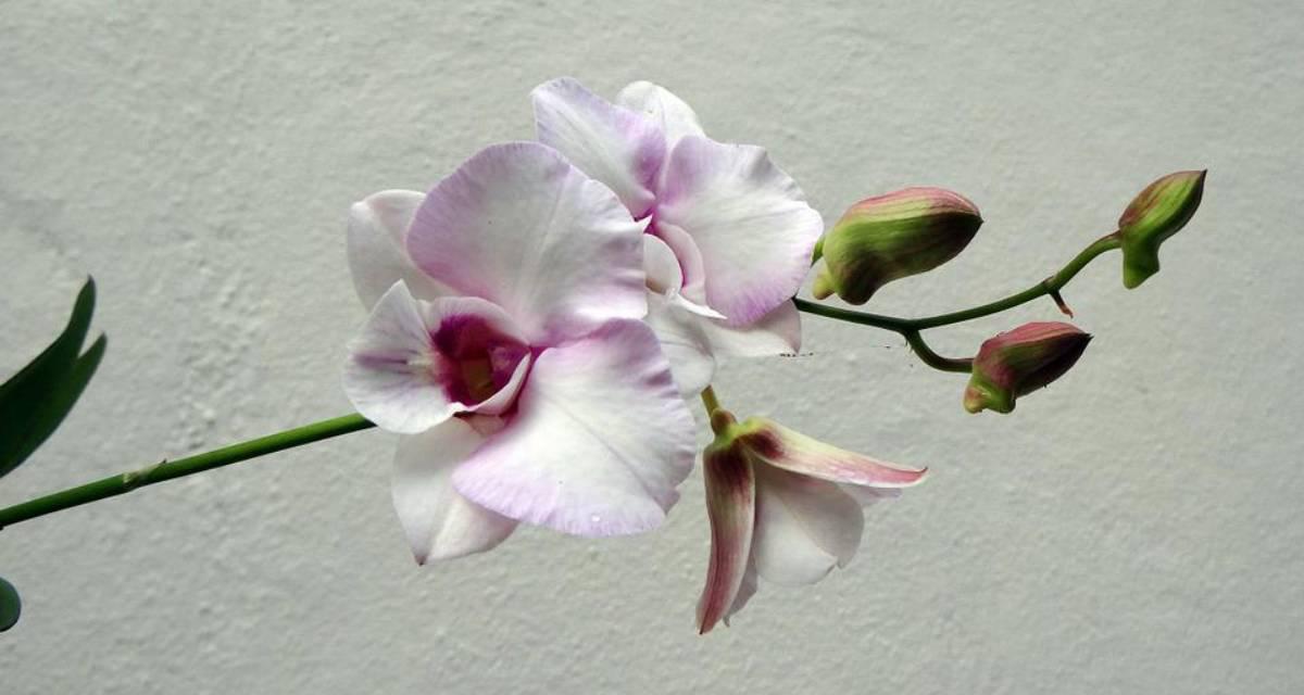 Floracion orquidea Dendrobium
