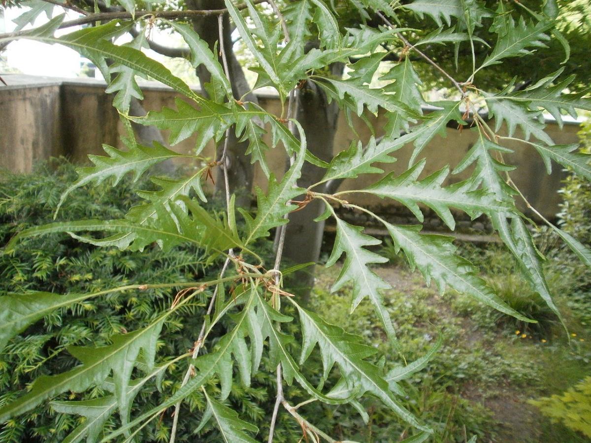 El haya es un árbol de hoja caduca