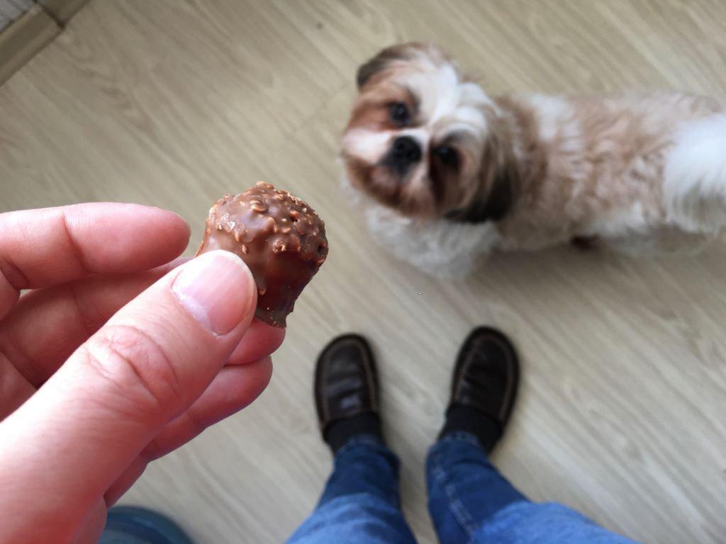 receta de chocolate para perros