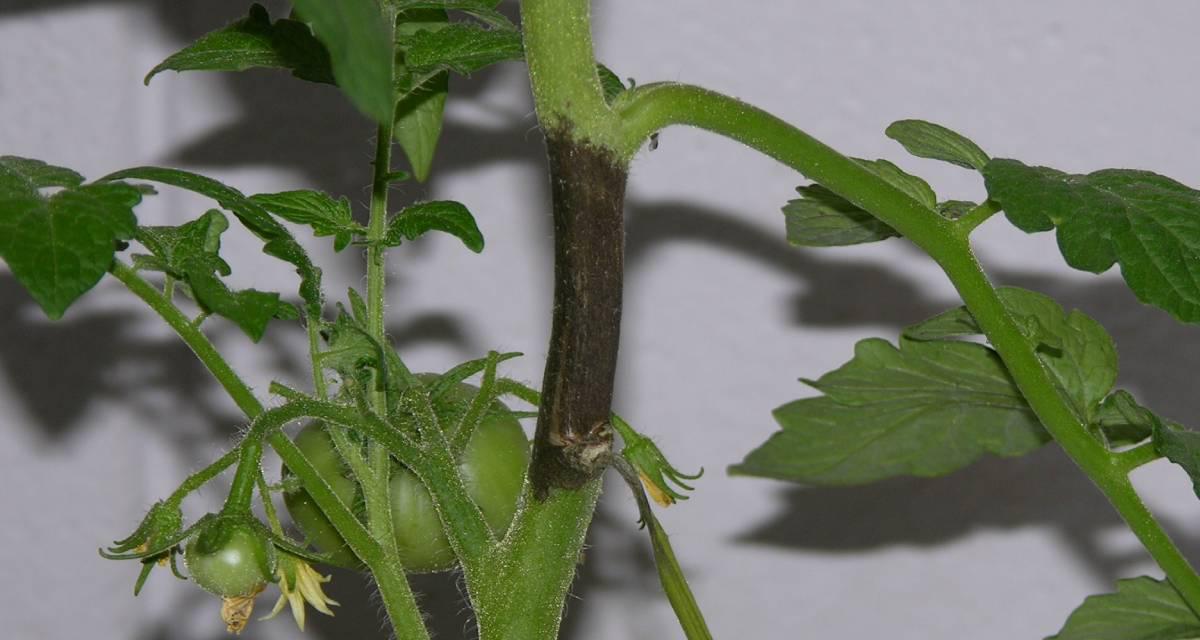 Phytophthora infestans tomate