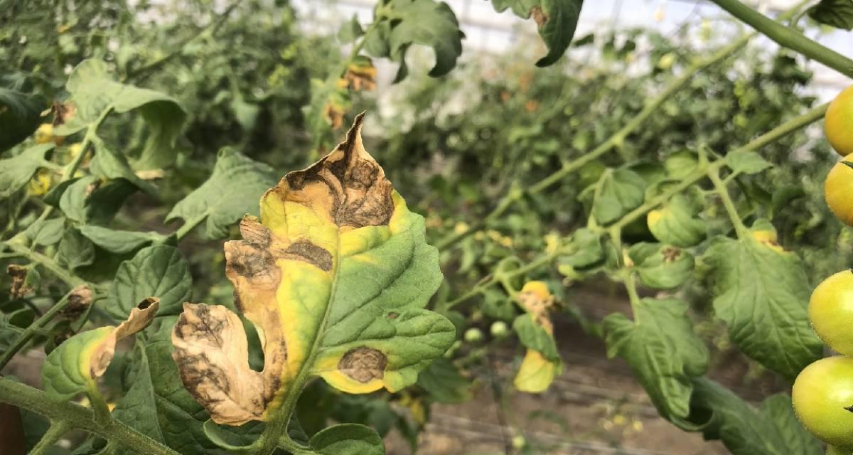 Enfermedades tomate Alternaria solani