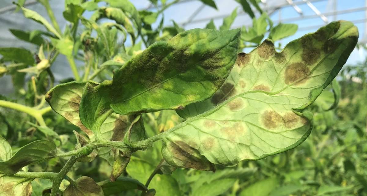 Cladosporiosis tomate enfermedades