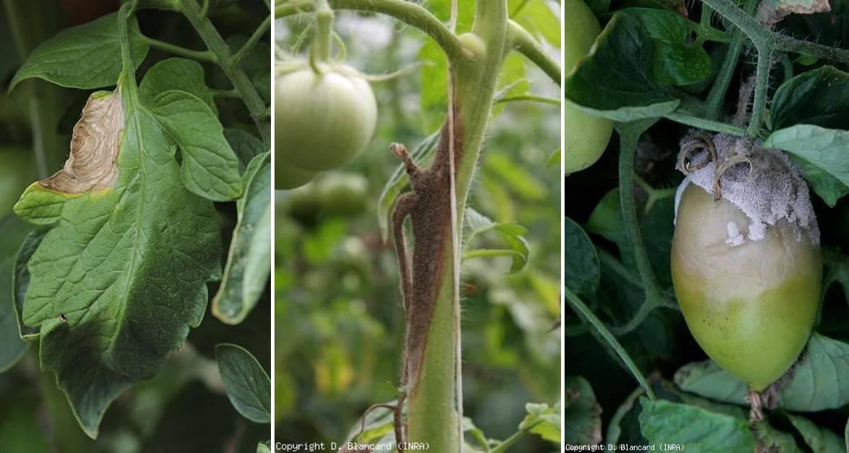 Botritis tomate enfermedad