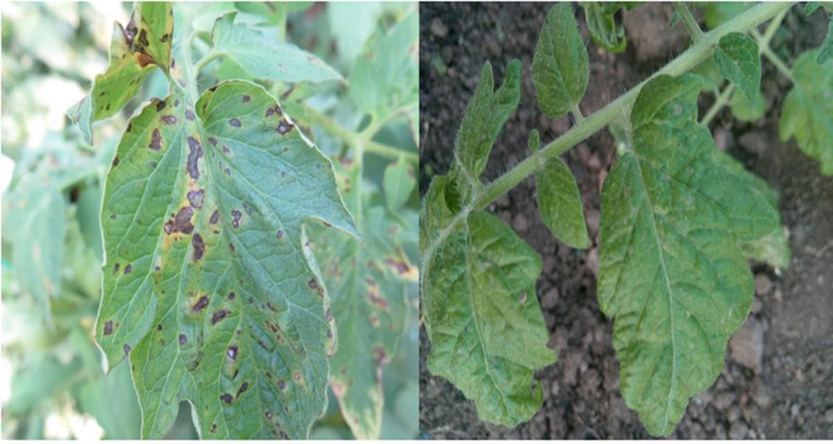 Stemphylium S. lycopersici enfermedades tomate