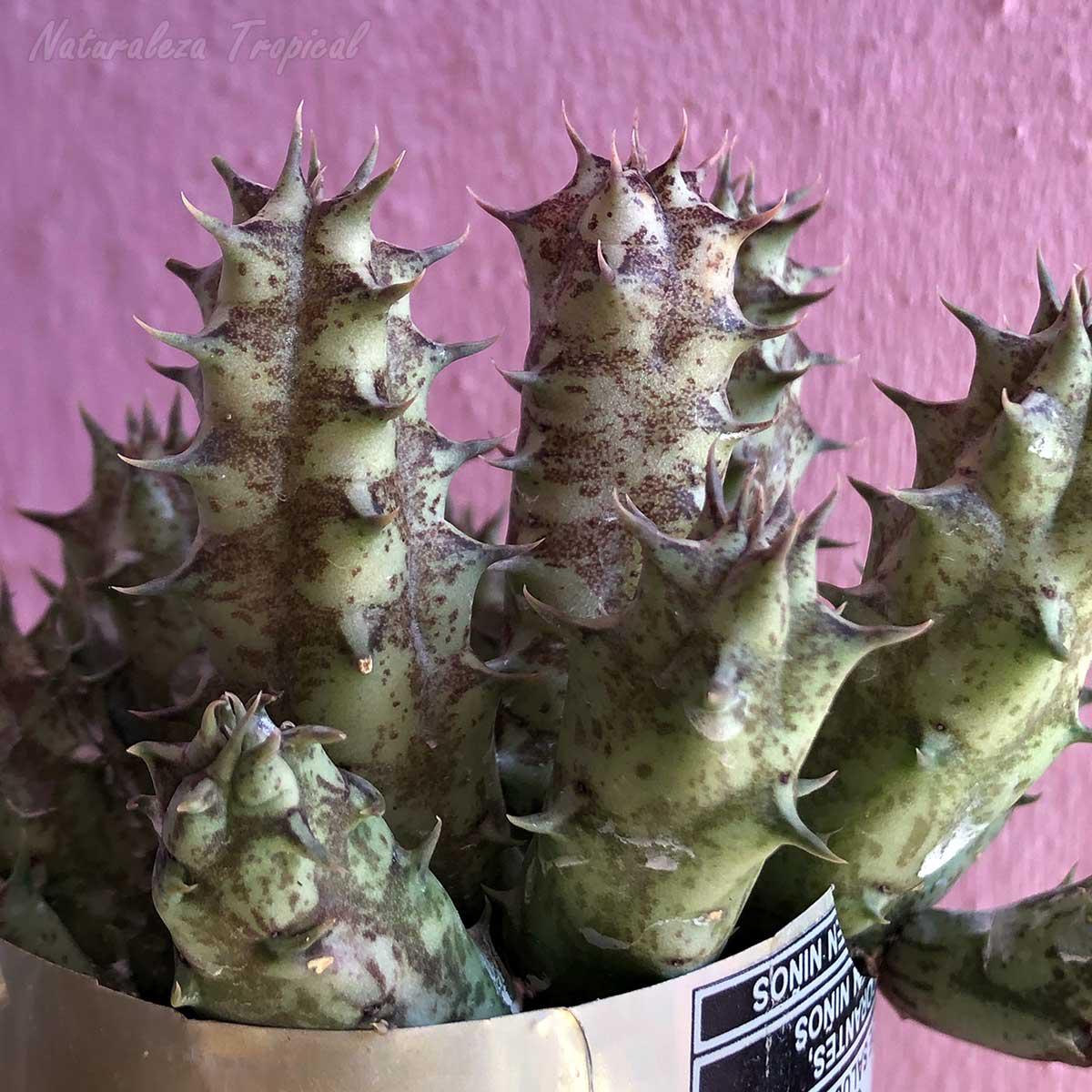 Vista de los tallos de la planta suculenta Huernia ᴵ Karel ᴵ clon 2 KMP 061