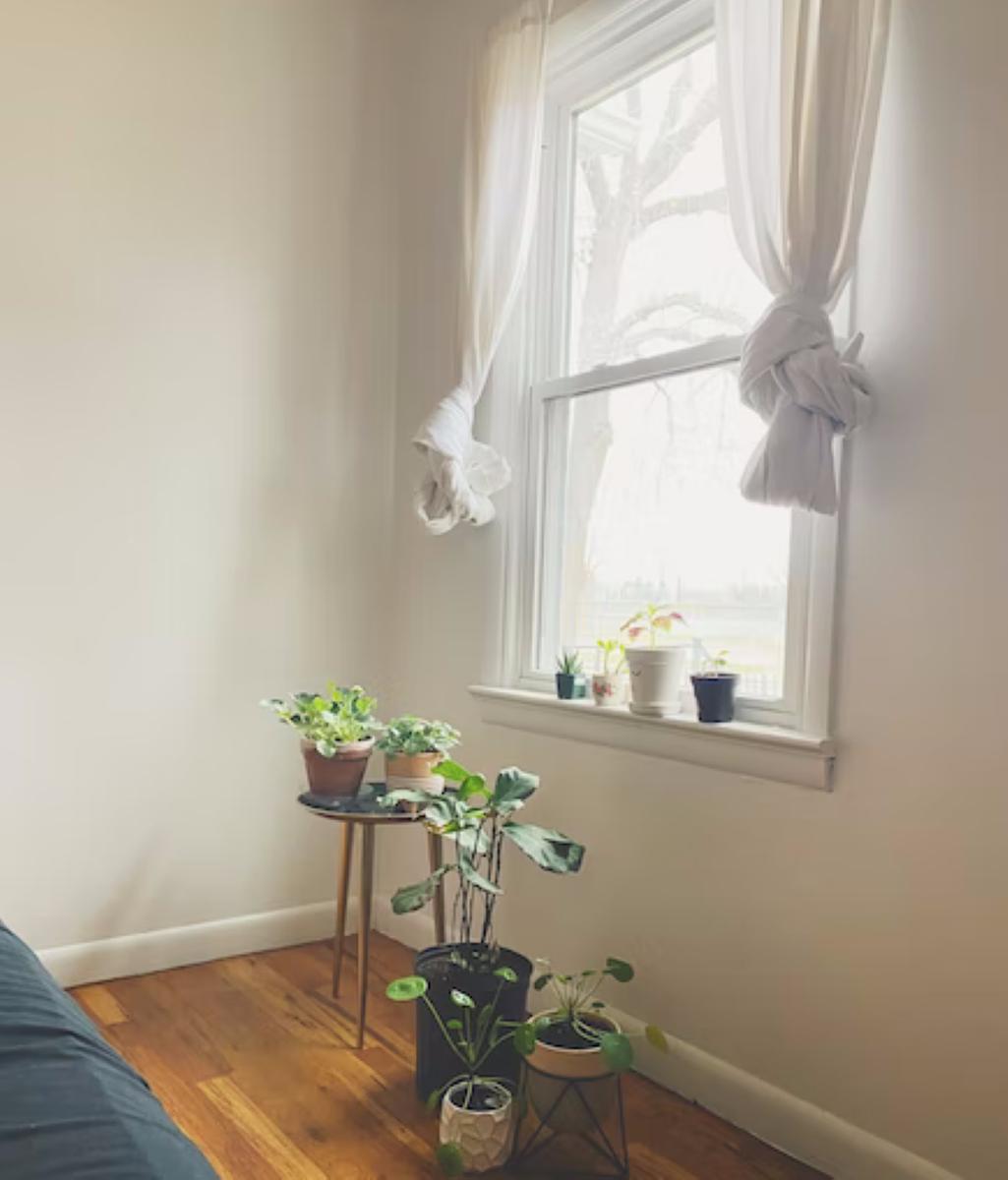 Consiente a tus plantas de interior con los cuidados básicos de otoño 2