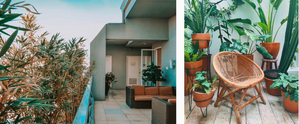 Plantas en la terraza