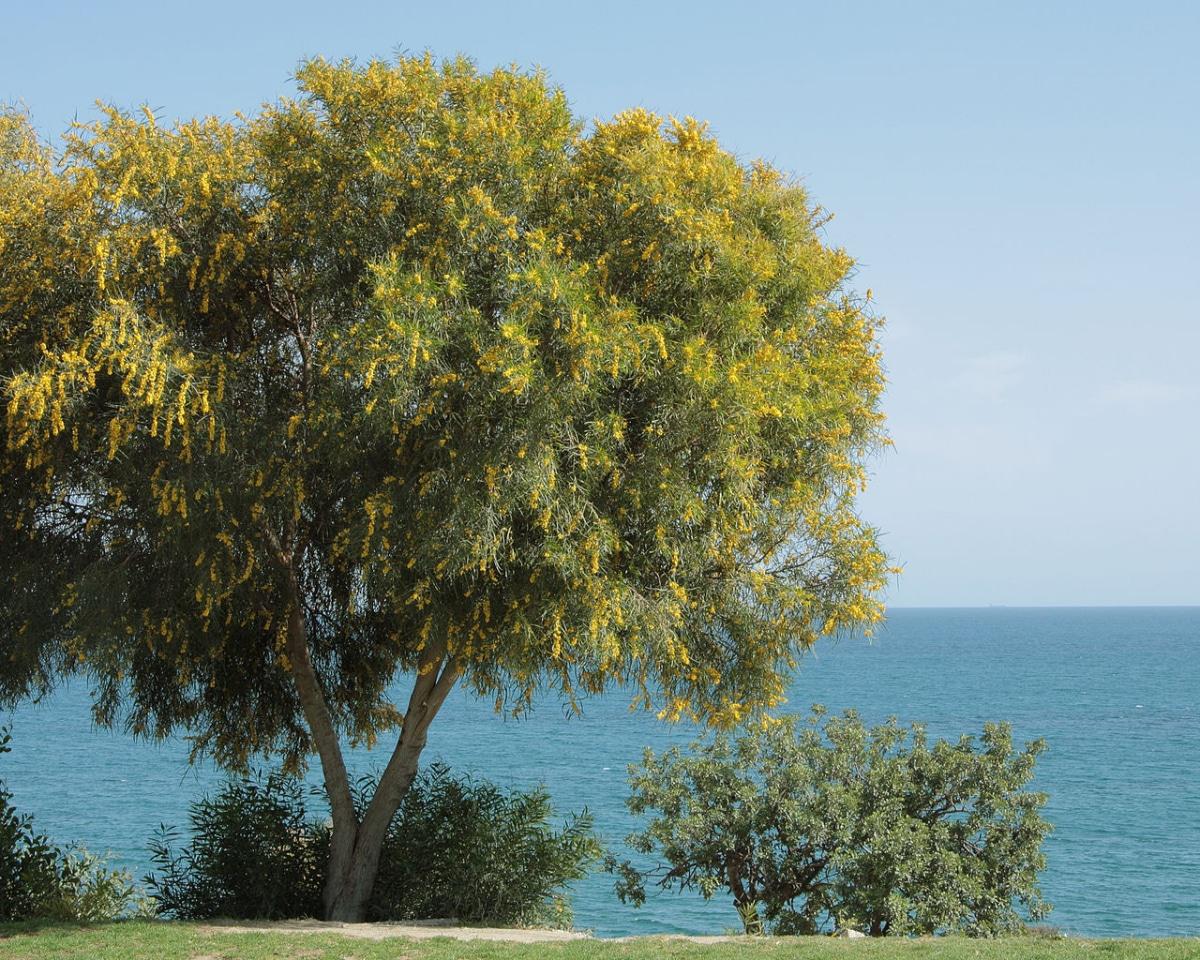 La Acacia saligna es un árbol perenne