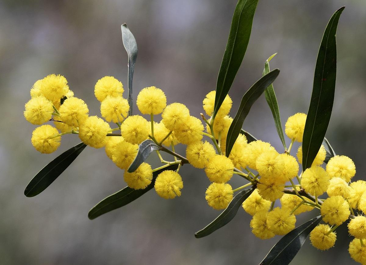 Las flores de la acacia saligna son amarillas