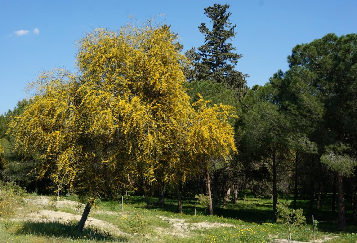 La acacia saligna es un árbol mediano