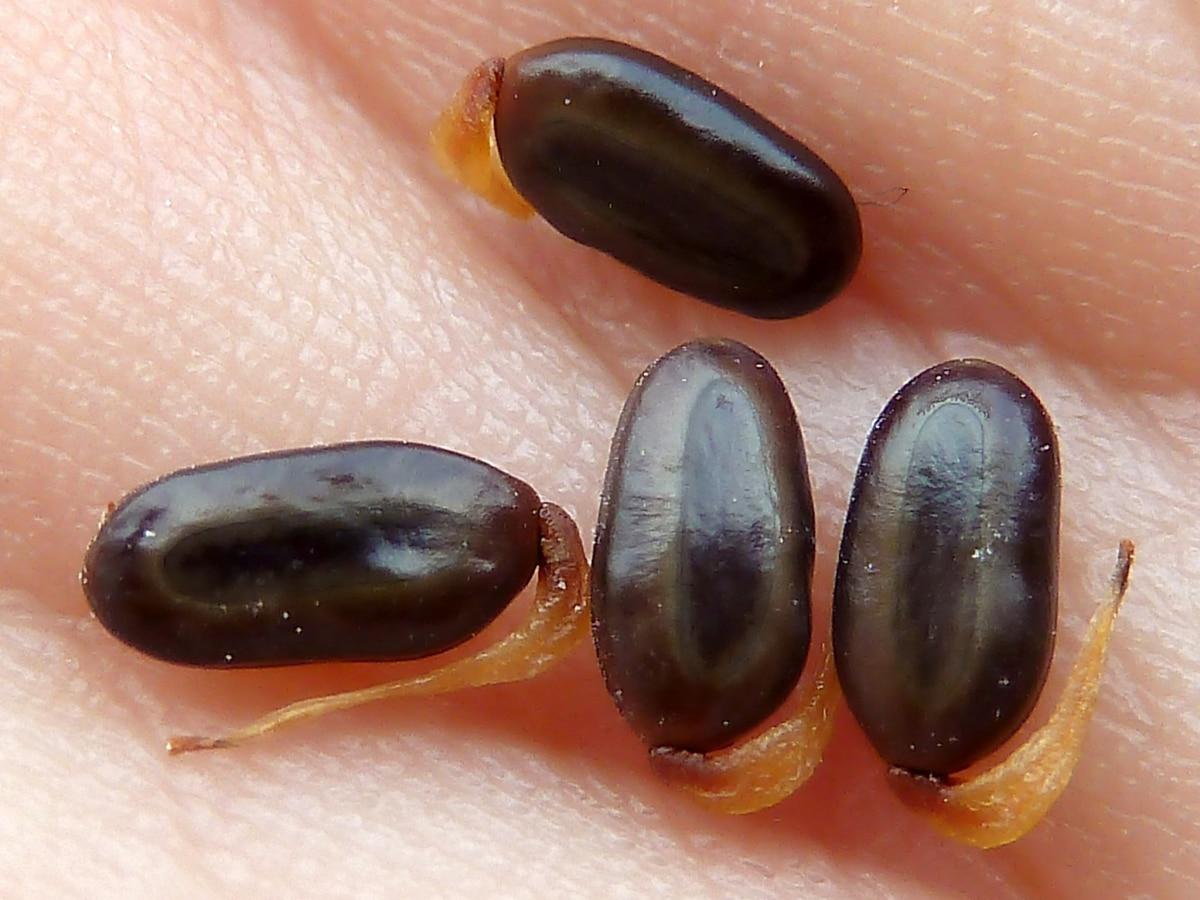 Las semillas de acacia saligna son pequeñas