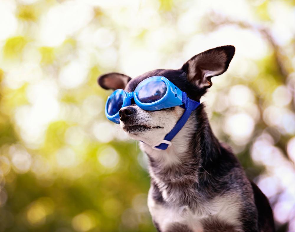 gafas doggles para perros