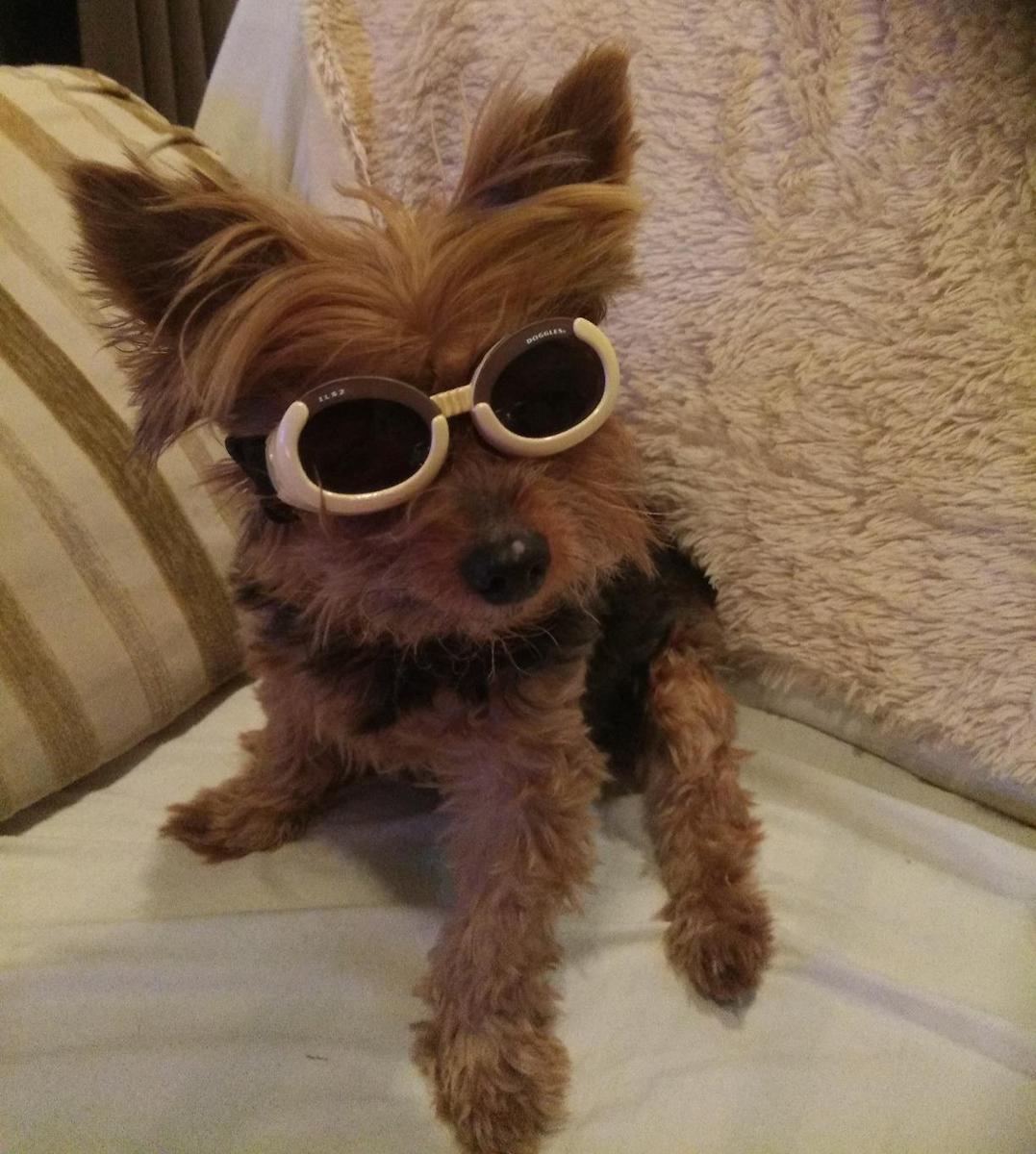 yorksire doggles