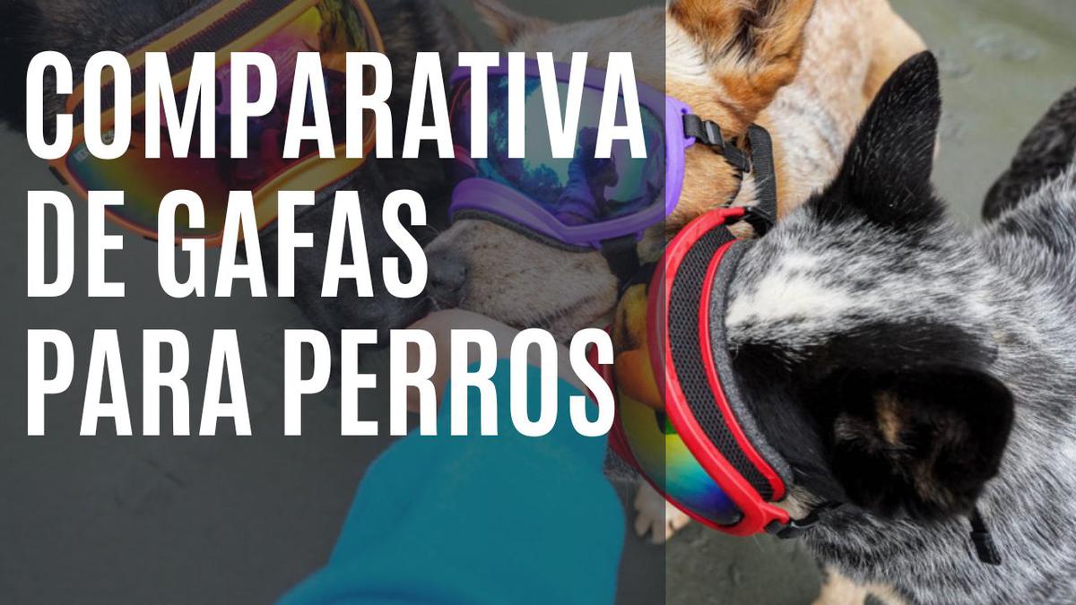 gafas de sol para perros