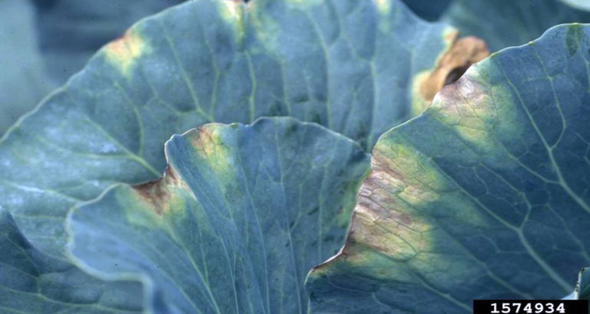 Pudricion negra de la col