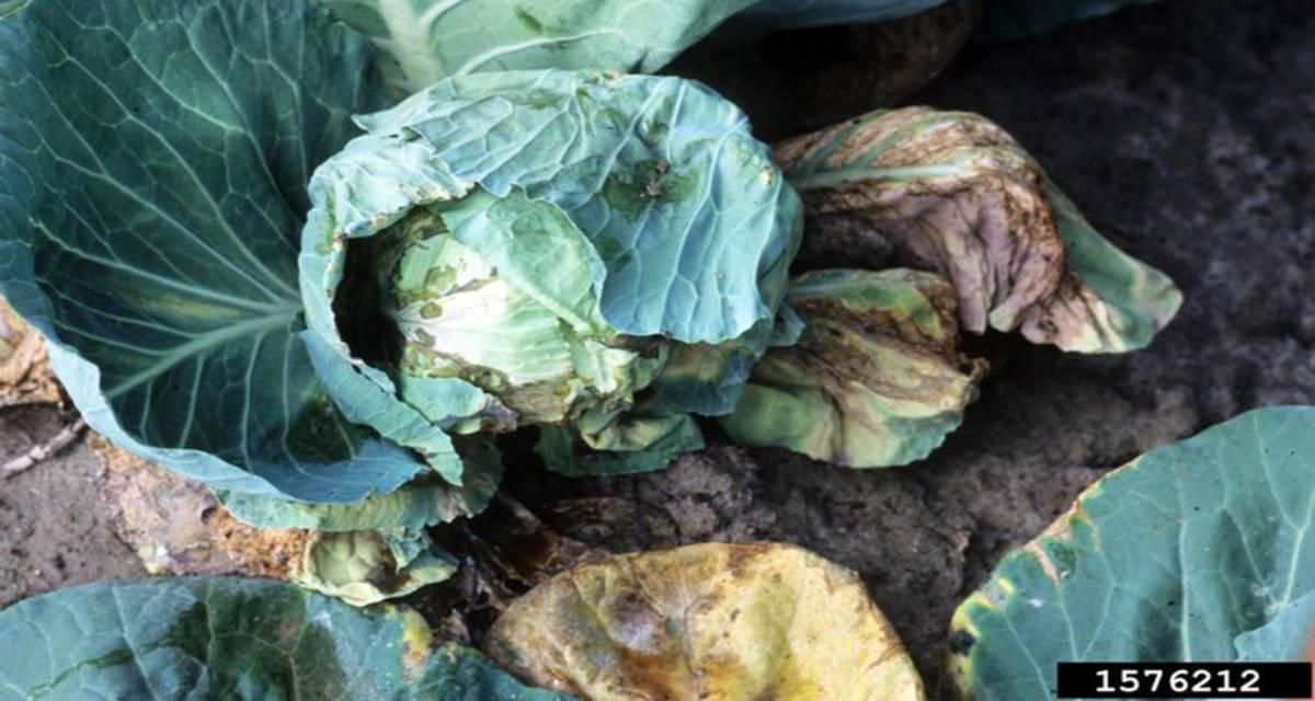 Sintomas podredumbre negra