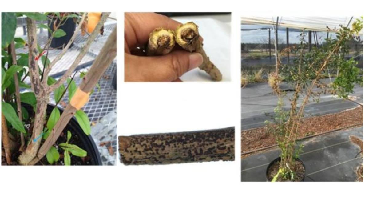 Tizon del tallo granado