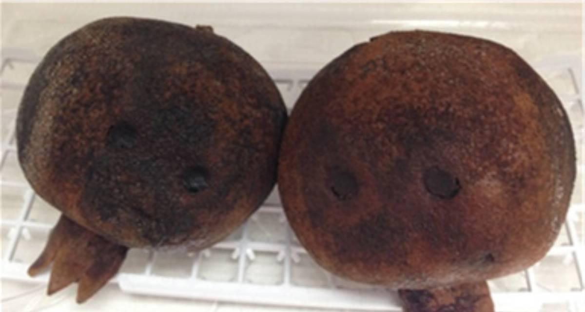 Pudricion enfermedades del granado