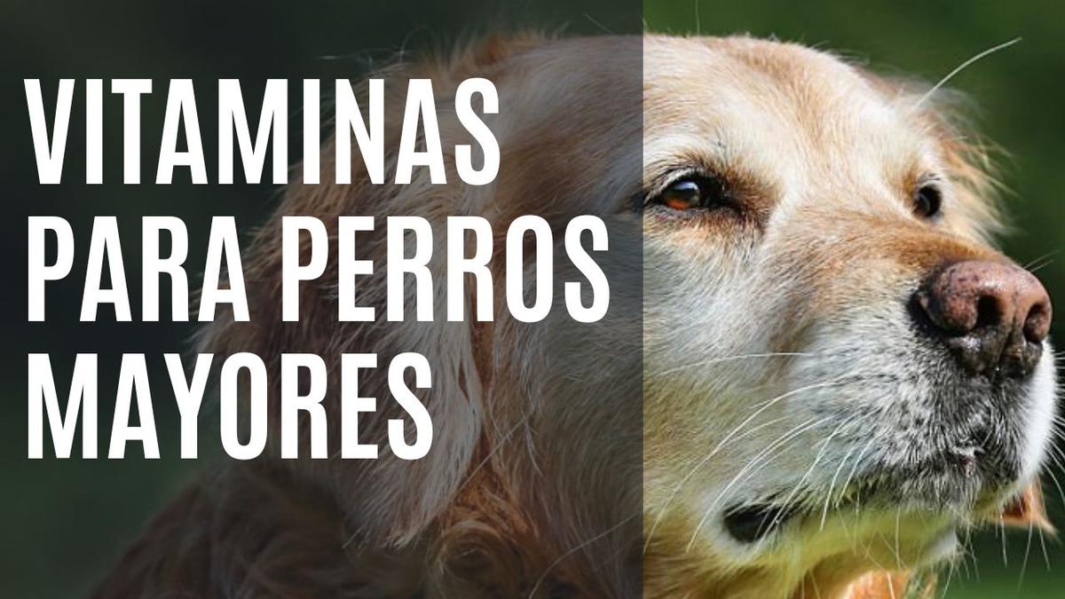 vitaminas perros ancianos