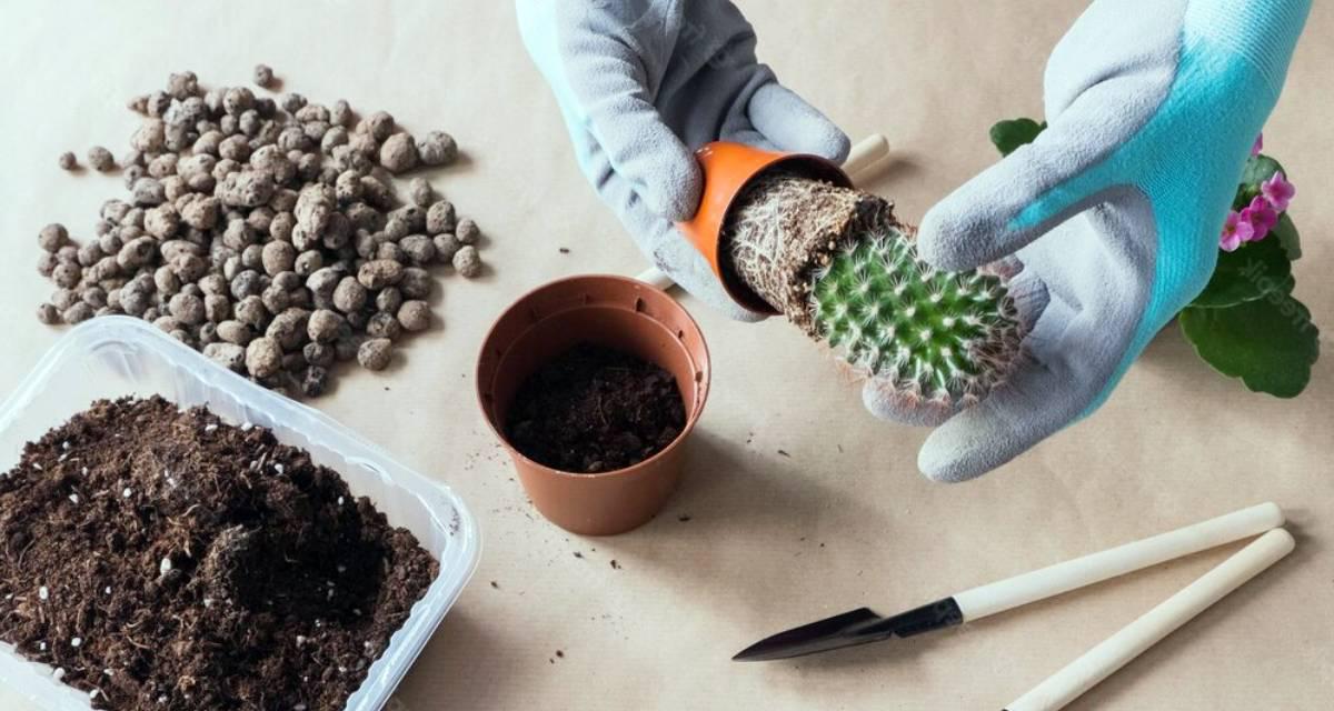 Trasplantar un cactus en casa