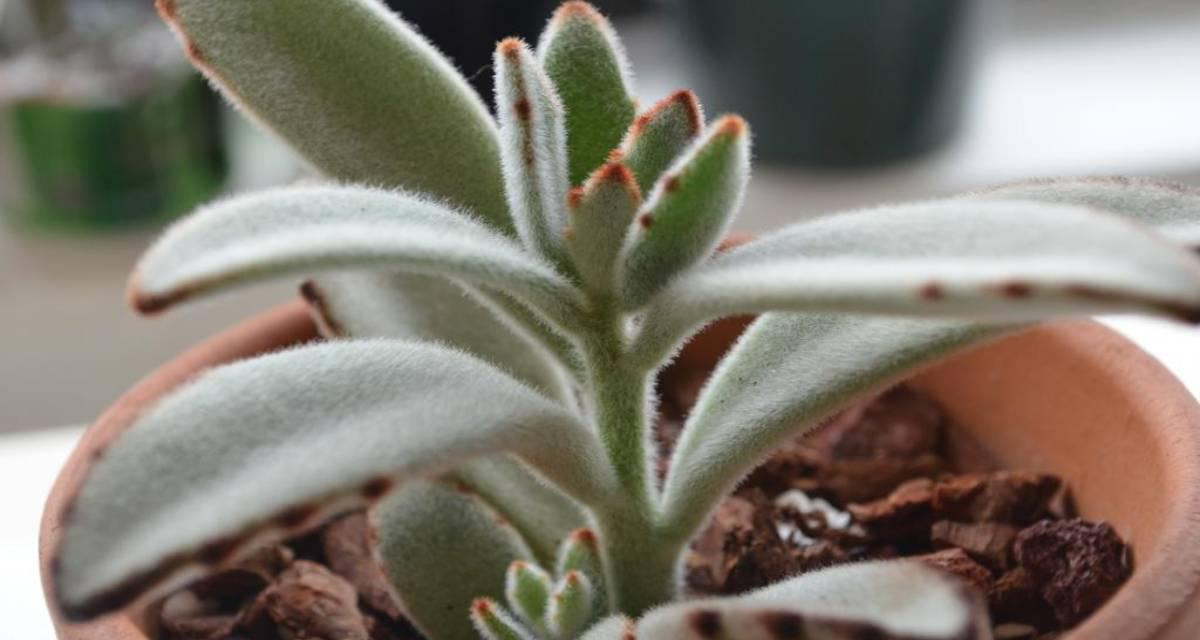 Kalanchoe tomentosa en maceta