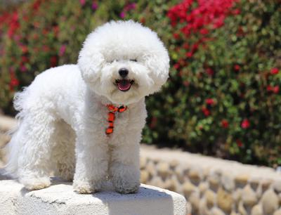 Perros que parecen peluches Mascotas