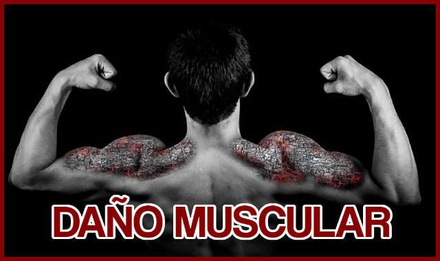 mecanismos para la hipertrofia - daño muscular
