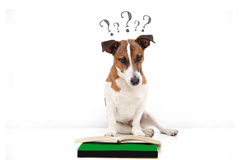 cantidad pienso barf