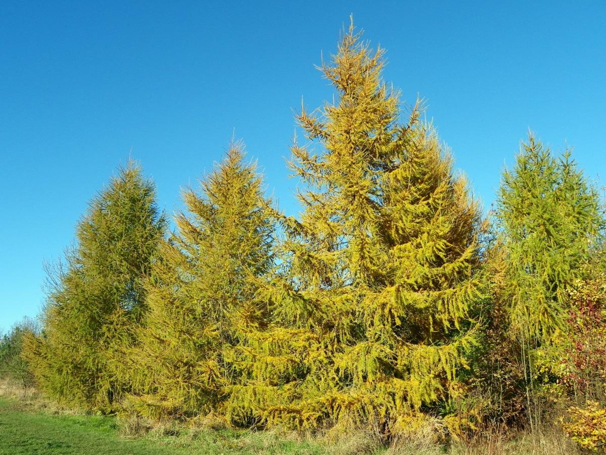 El Larix decidua es un árbol de hoja caduca