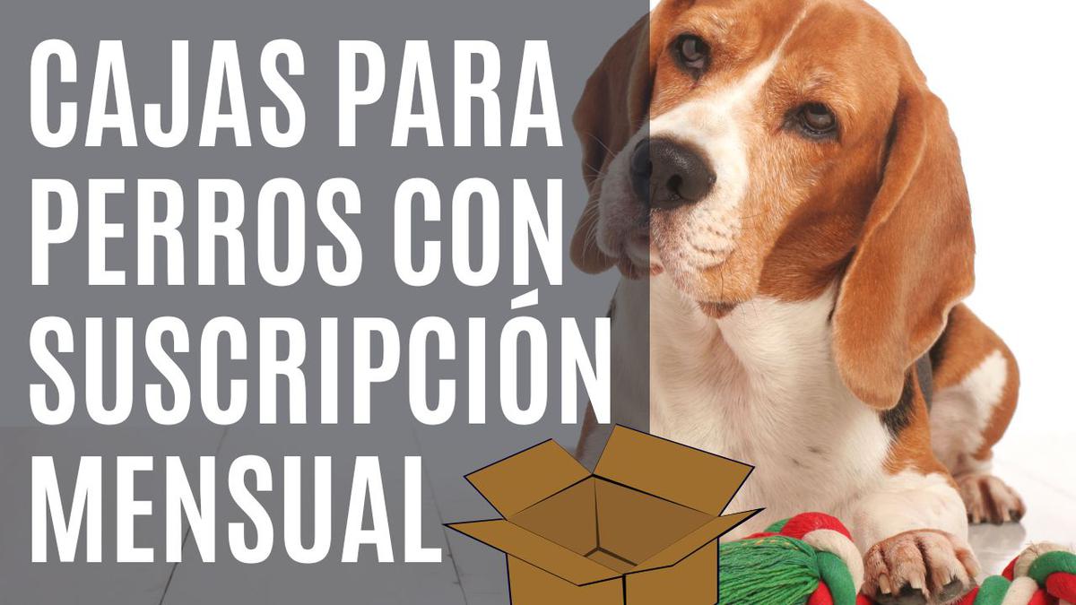 cajas suscripcion perros