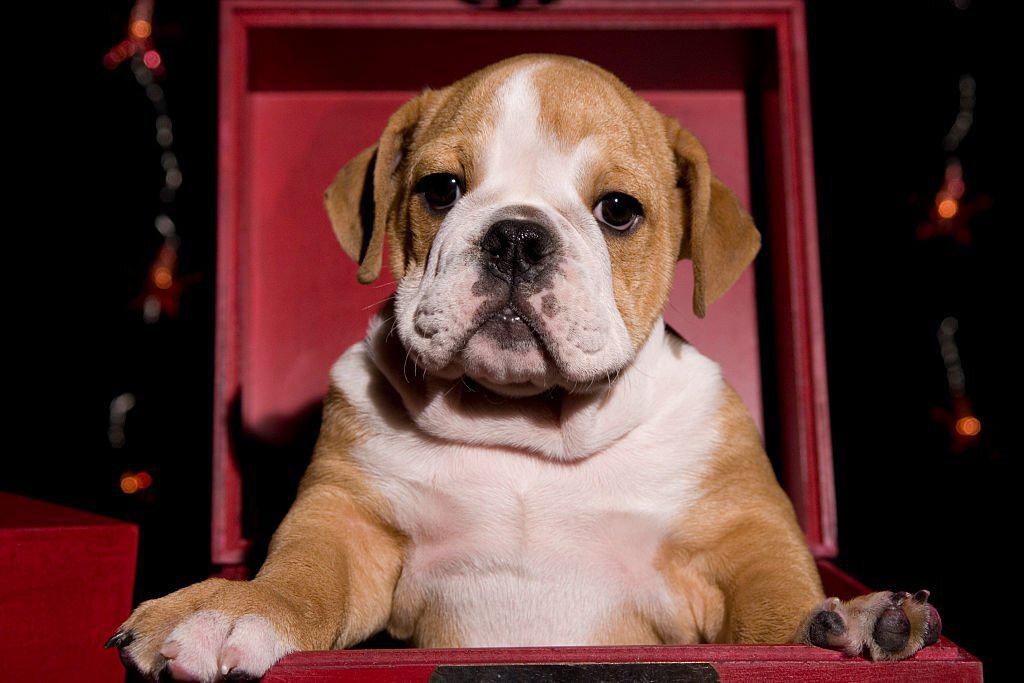 cajas regalo para perros