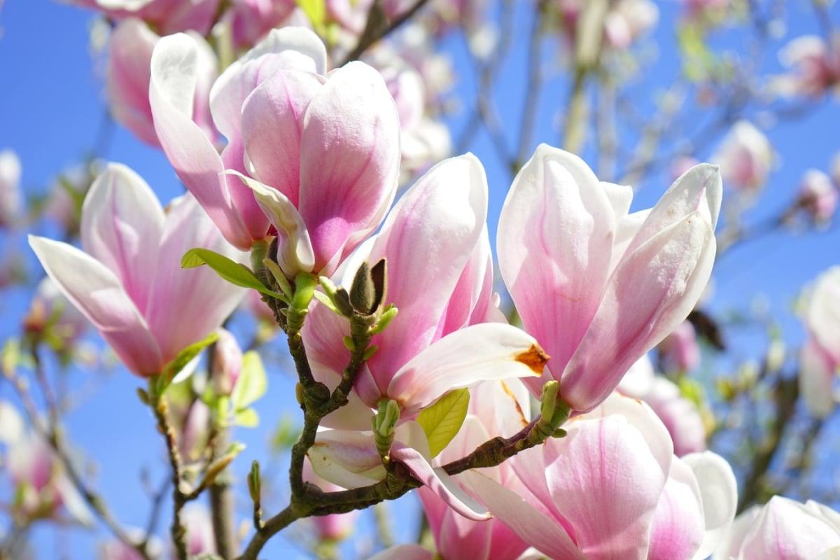 La magnolia es un árbol primitivo