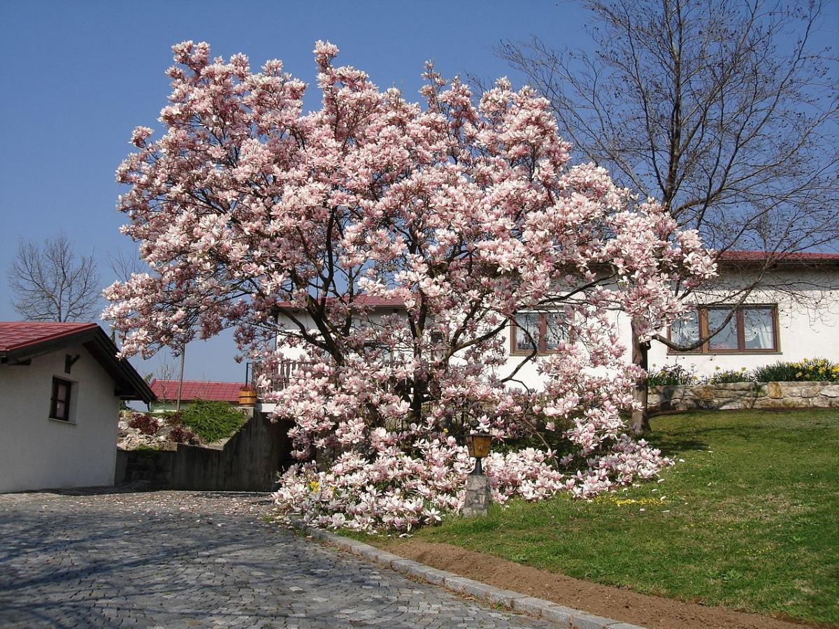 La magnolia es un árbol de crecimiento lento