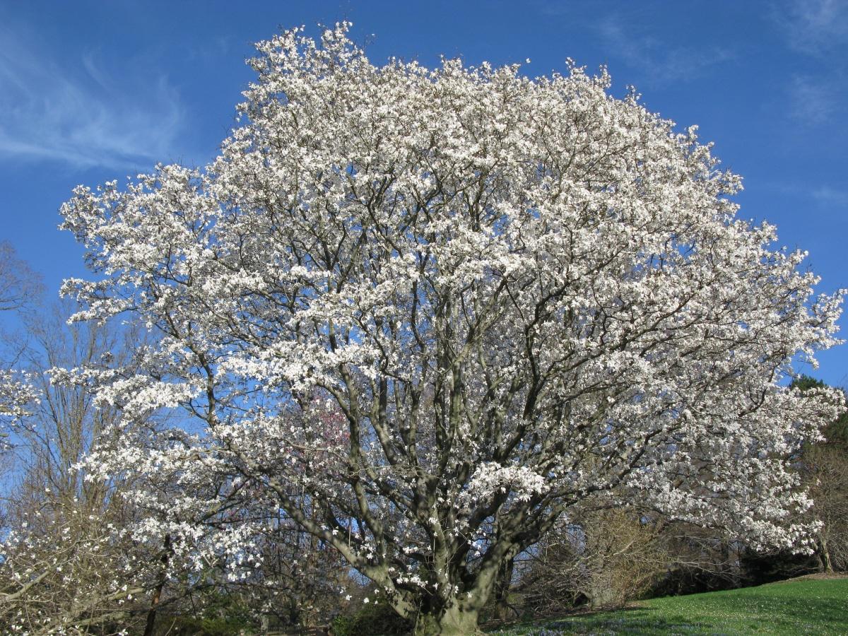 La Magnolia es un árbol de crecimiento lento