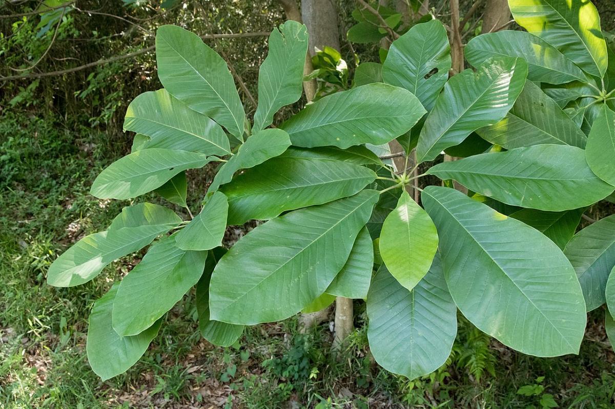 La magnolia obovata es un arbusto grande