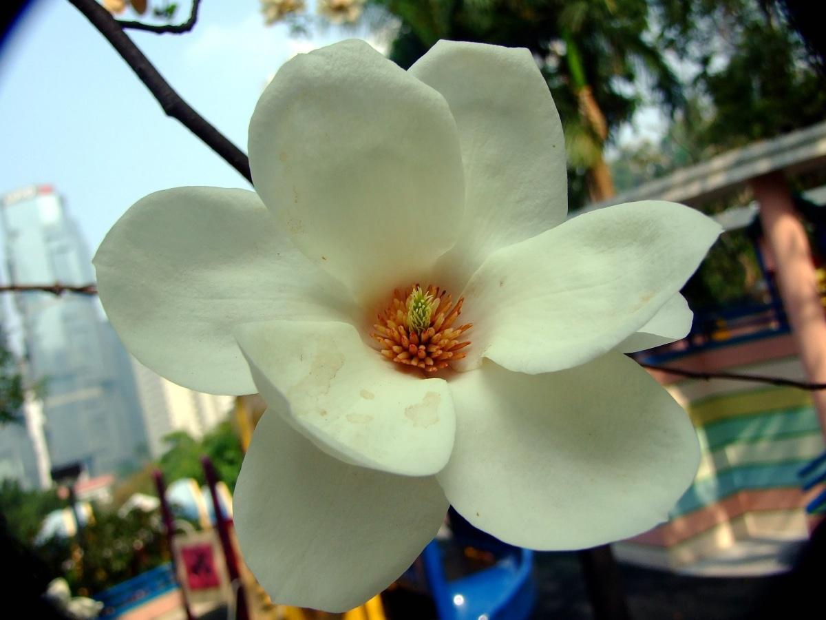 La magnolia denudata es un árbol