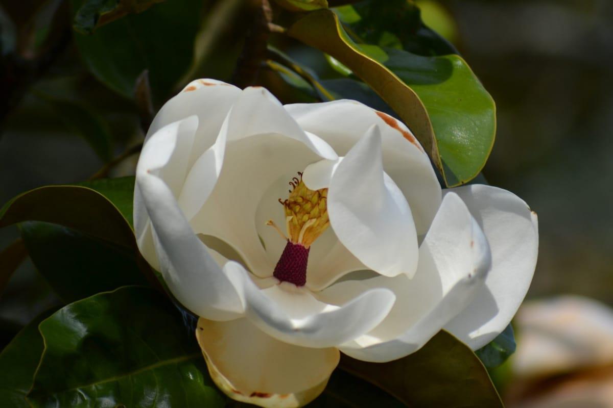 La Magnolia grandiflora es un árbol grande