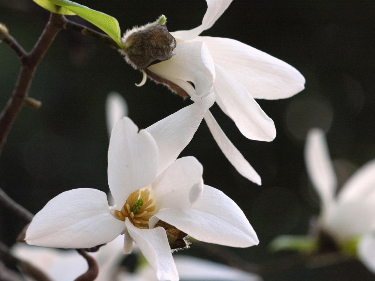 La magnolia kobus tiene flores blancas